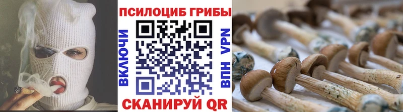 где купить наркоту  Мариинский Посад  Галлюциногенные грибы Cubensis 